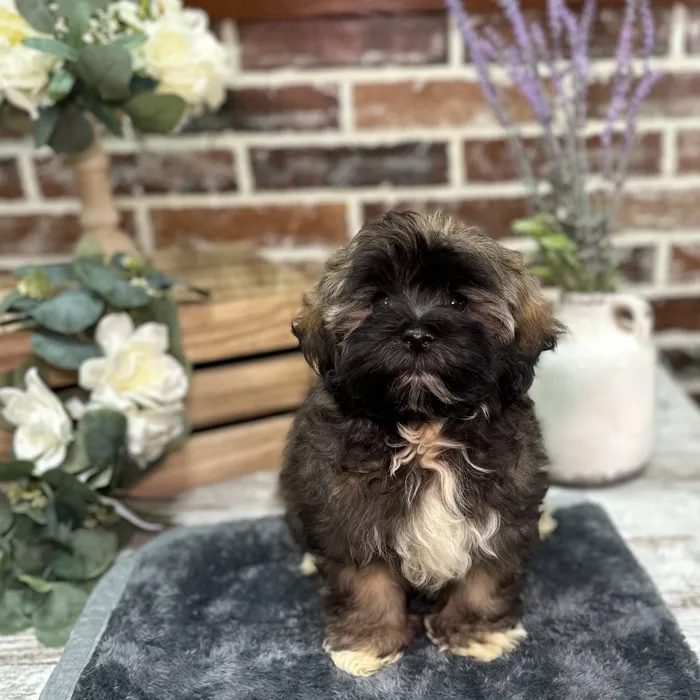 Female Havanese puppy for sale at Shake A Paw Union.