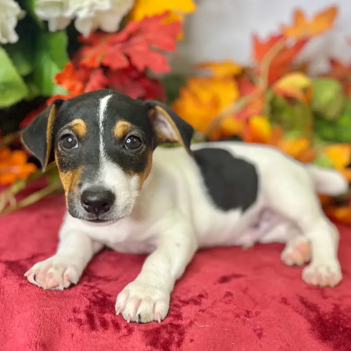 Male Jack Russell Terrier puppy for sale at Shake A Paw Green Brook.