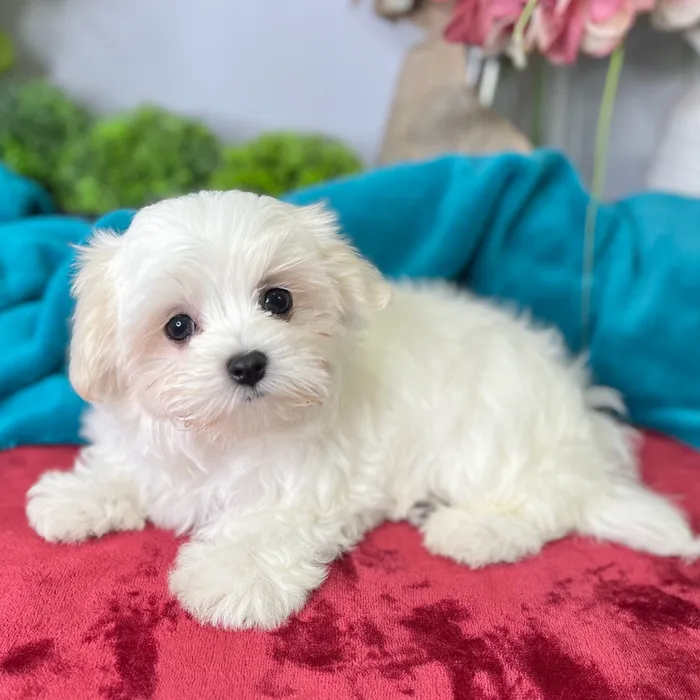 Male Maltese puppy for sale at Shake A Paw Green Brook.