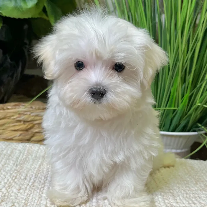 Male Maltese puppy for sale at Shake A Paw Green Brook.