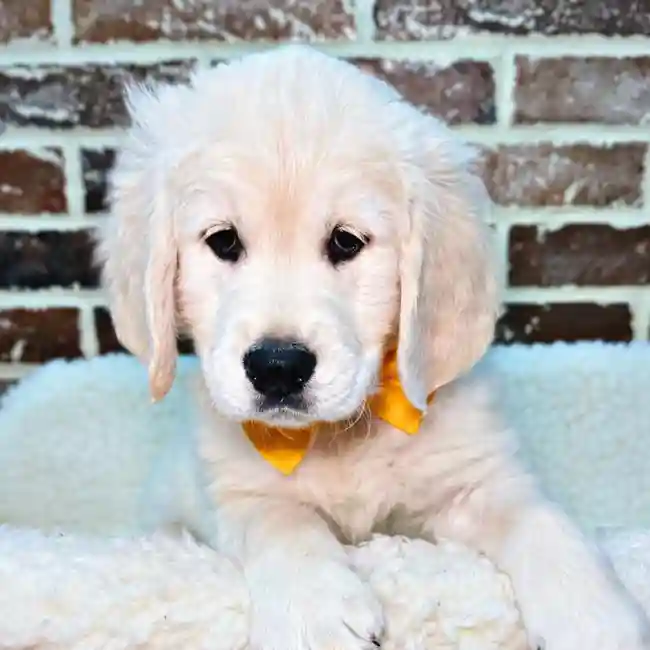 Male Golden Retriever puppy for sale at Shake A Paw Union.