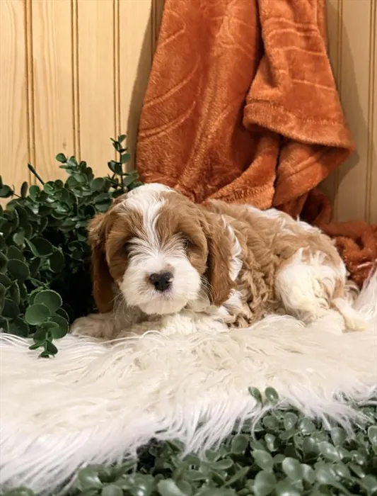 Female Cavapoo puppy for sale at Shake A Paw Union.