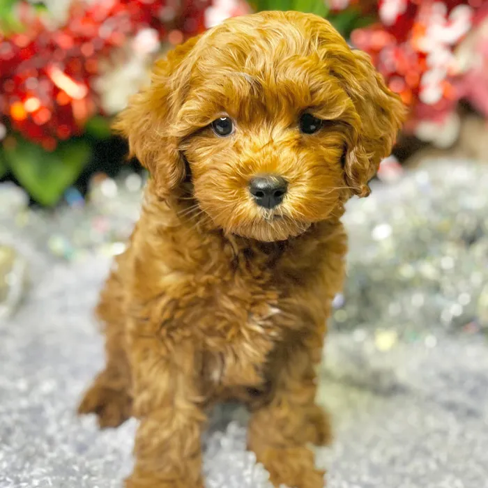 Male Cockapoo 2Nd Gen puppy for sale at Shake A Paw Green Brook.