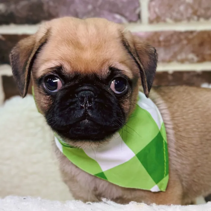 Male Pug puppy for sale at Shake A Paw Union.