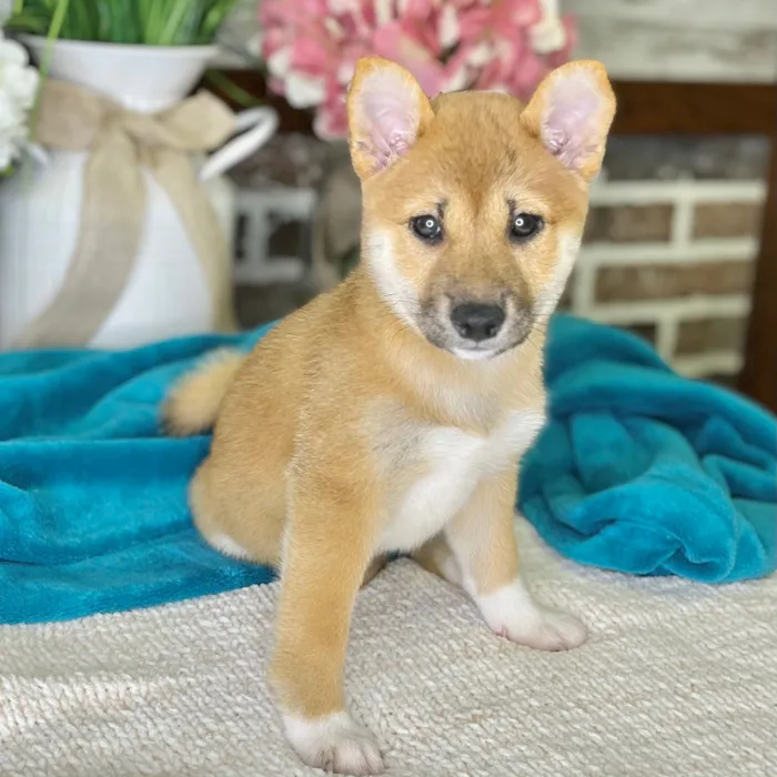 Female Shiba Inu puppy for sale at Shake A Paw Green Brook.