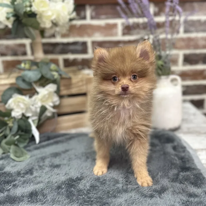 Female Pomeranian puppy for sale at Shake A Paw Union.