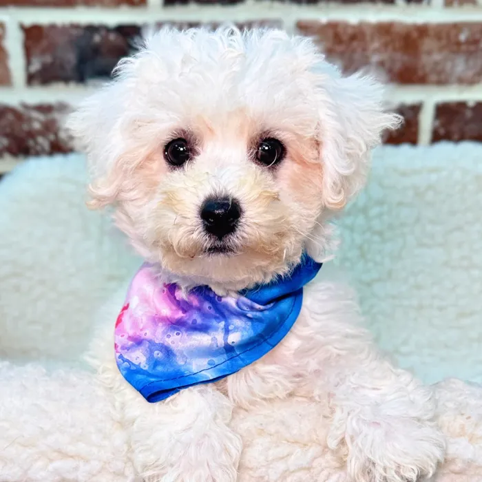 Male Bichon Frise puppy for sale at Shake A Paw Union.