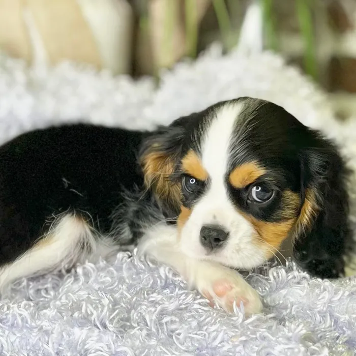 Male Cavalier King Charles Spaniel puppy for sale at Shake A Paw Green Brook.