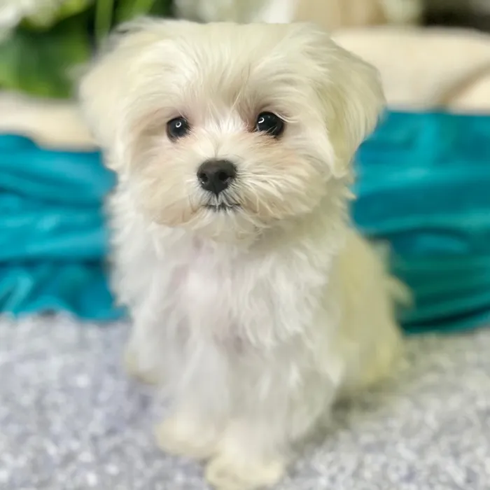 Male Maltese puppy for sale at Shake A Paw Green Brook.