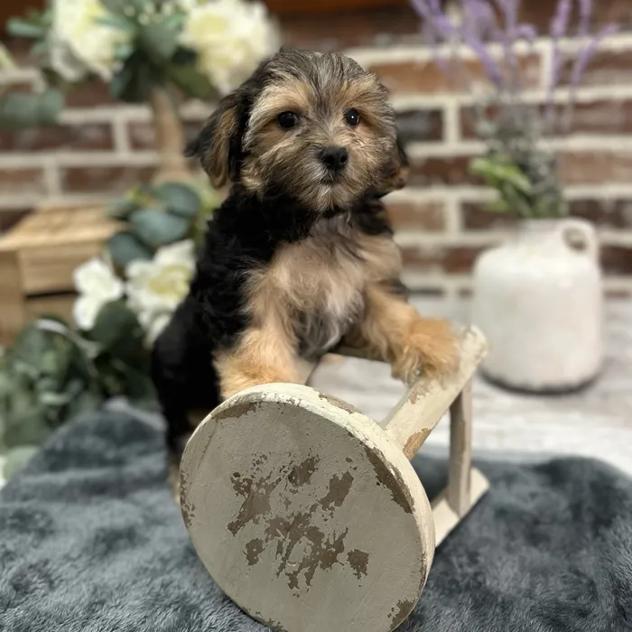 Female Maltese / Yorkie puppy for sale at Shake A Paw Union.