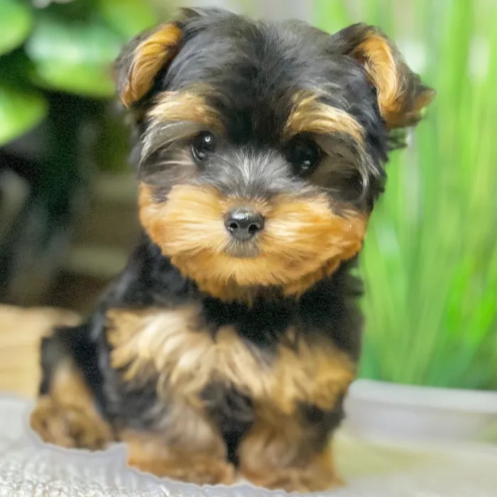 Female Yorkshire Terrier puppy for sale at Shake A Paw Green Brook.