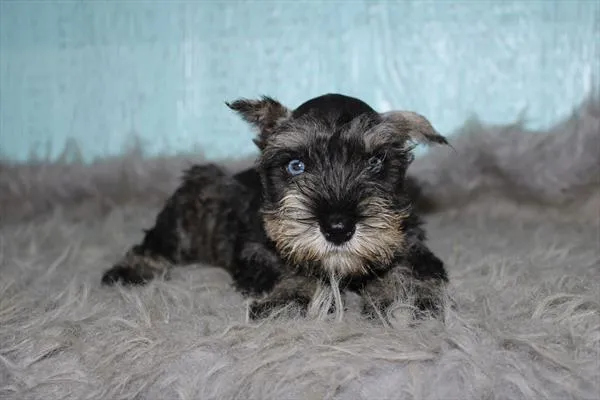 Male Mini Schnauzer puppy for sale at Shake A Paw Union.
