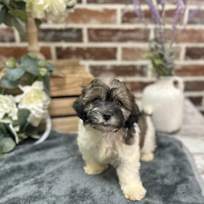 Male Shih Tzu / Poodle puppy for sale at Shake A Paw Union.