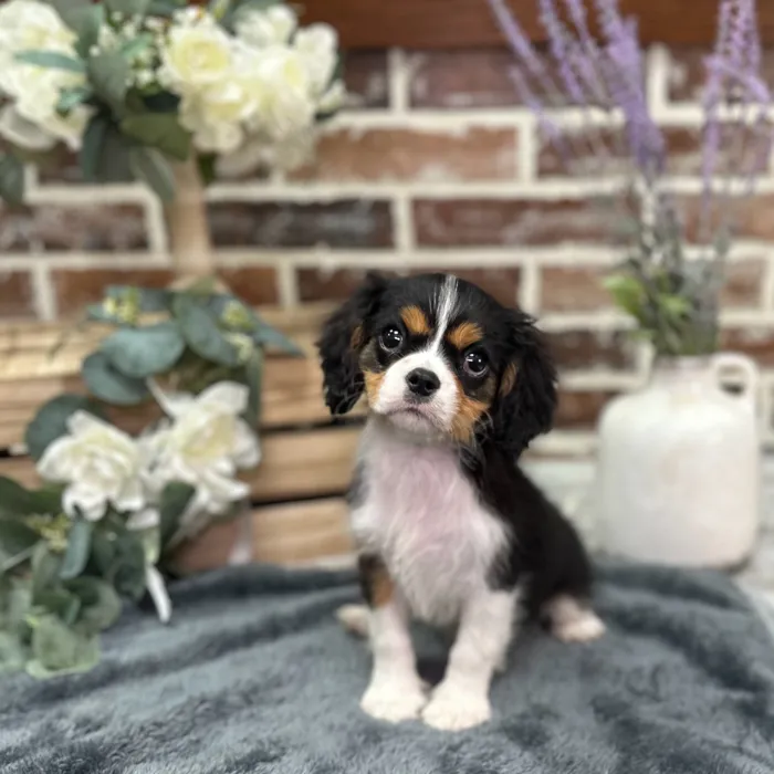 Male Cavalier King Charles Spaniel puppy for sale at Shake A Paw Union.