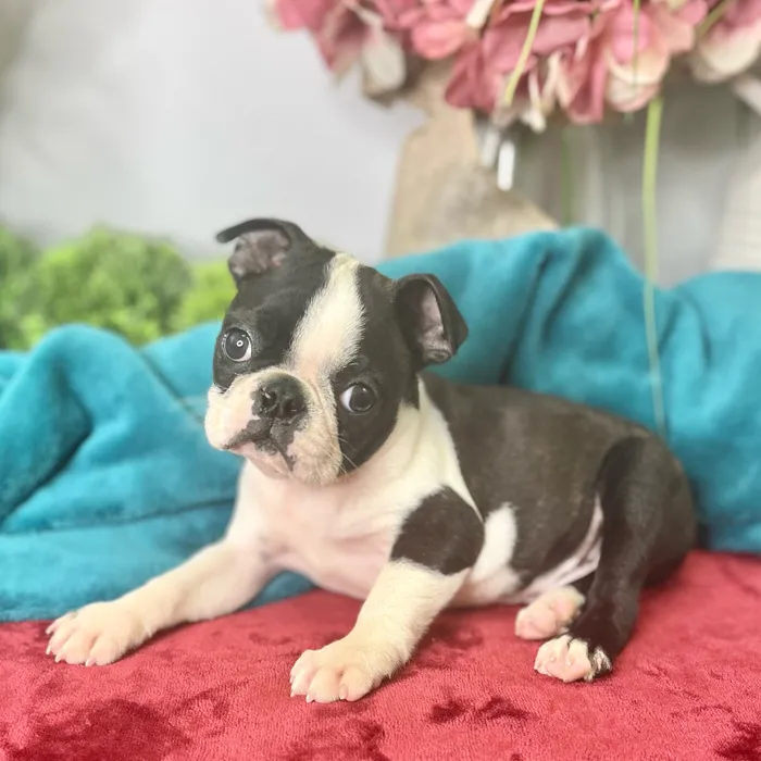 Male Boston Terrier puppy for sale at Shake A Paw Green Brook.