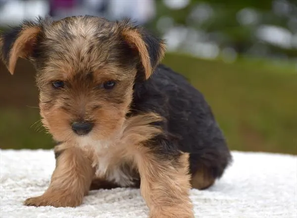 Male Yorkshire Terrier puppy for sale at Shake A Paw Union.