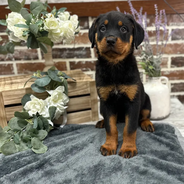 Female Rottweiler puppy for sale at Shake A Paw Union.