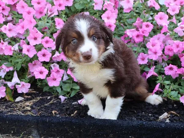 Male Mini American Shepherd puppy for sale at Shake A Paw Green Brook.