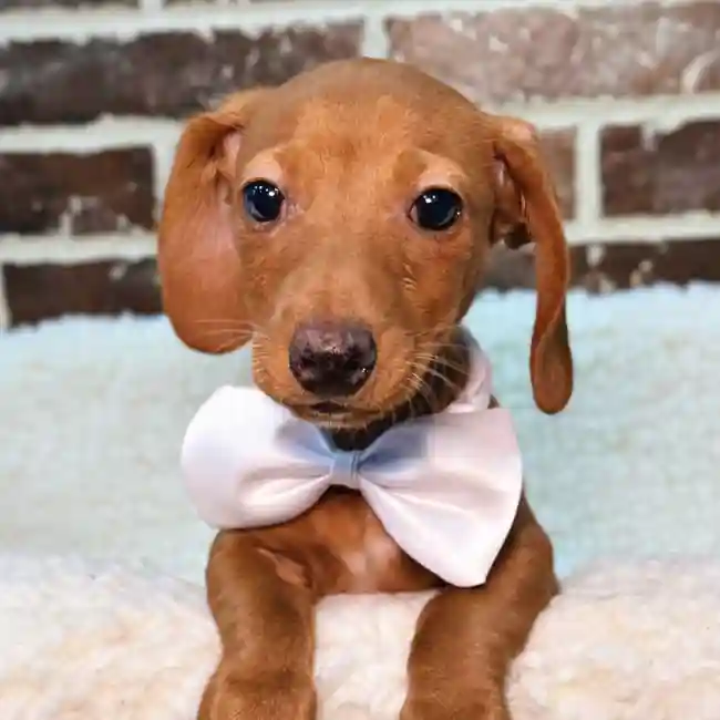 Male Dachshund puppy for sale at Shake A Paw Union.