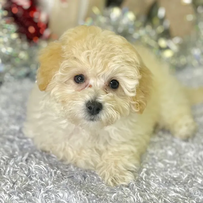 Female Bichon / Poodle puppy for sale at Shake A Paw Green Brook.