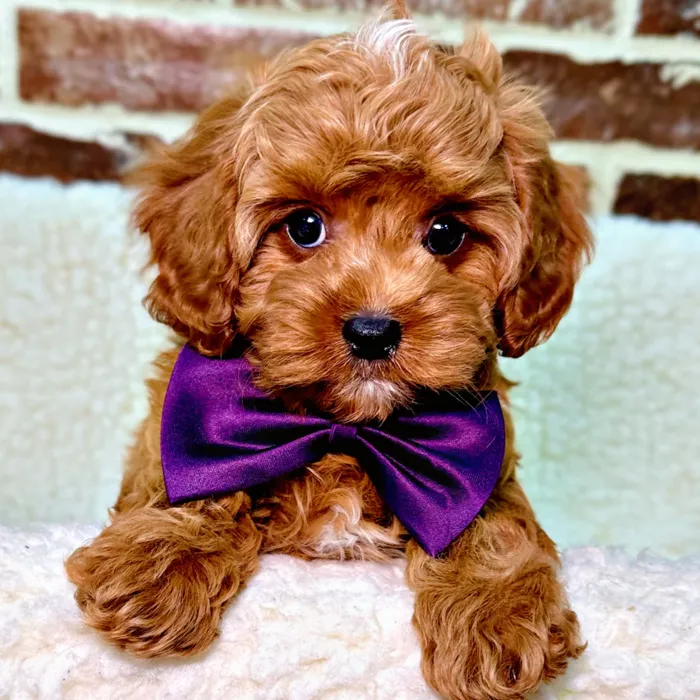 Male Cavapoo puppy for sale at Shake A Paw Union.