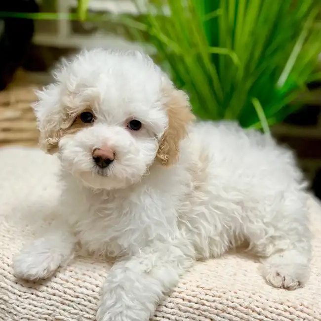 Male Maltipoo puppy for sale at Shake A Paw Green Brook.