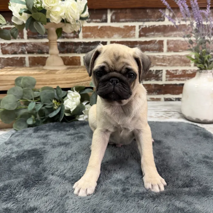 Male Pug puppy for sale at Shake A Paw Union.