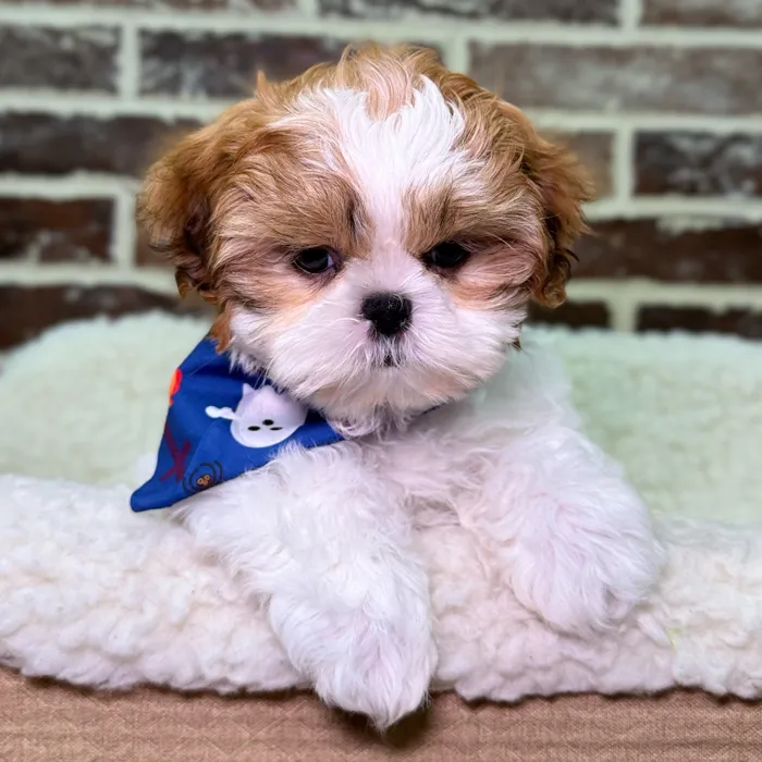 Female Shih Tzu puppy for sale at Shake A Paw Union.