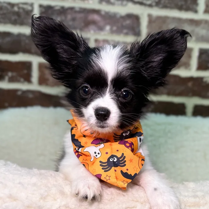 Female Papillon puppy for sale at Shake A Paw Union.