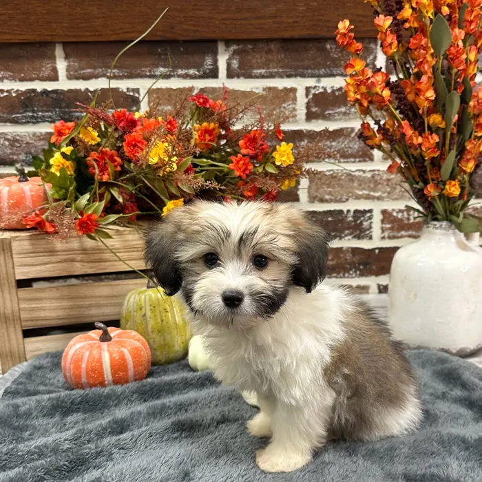Male Coton De Tulear puppy for sale at Shake A Paw Union.