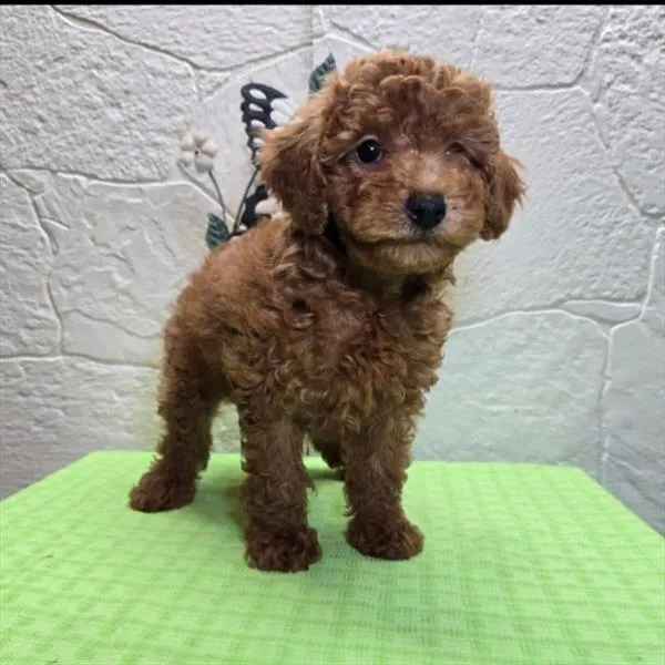 Male Poodle puppy for sale at Shake A Paw Union.
