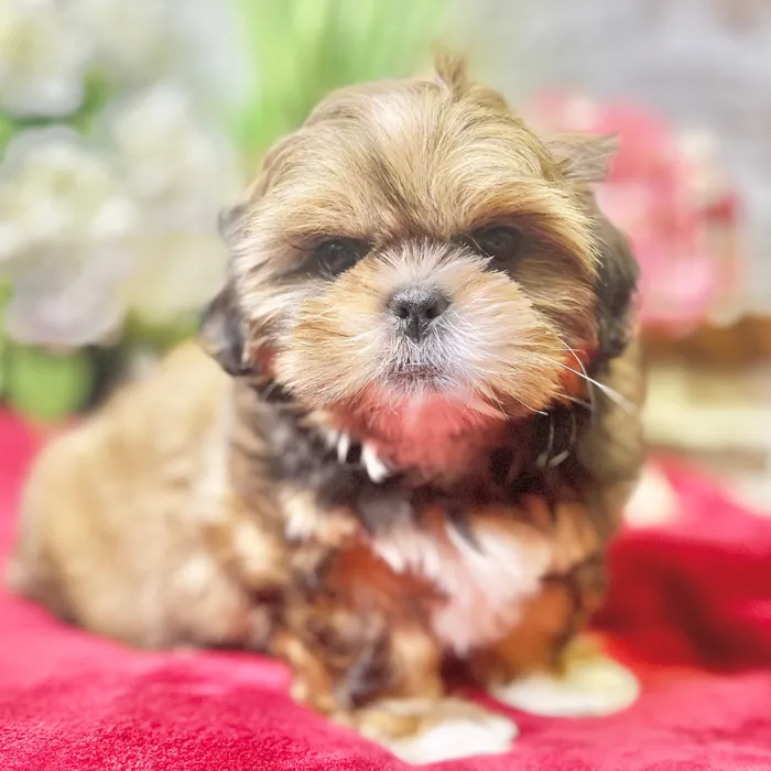 Female Shih Tzu puppy for sale at Shake A Paw Green Brook.
