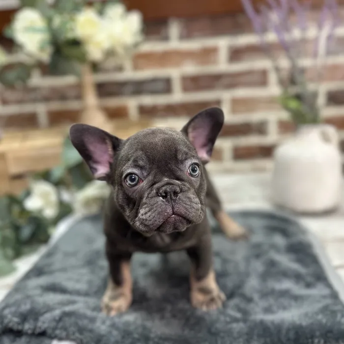 Male French Bulldog puppy for sale at Shake A Paw Union.