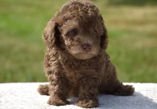 Female Poodle puppy for sale at Shake A Paw Green Brook.