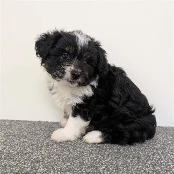 Male Mini Aussiedoodle puppy for sale at Shake A Paw Union.