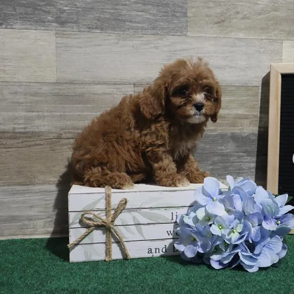 Male Cavapoo puppy for sale at Shake A Paw Union.