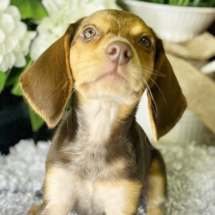 Female Beagle puppy for sale at Shake A Paw Green Brook.