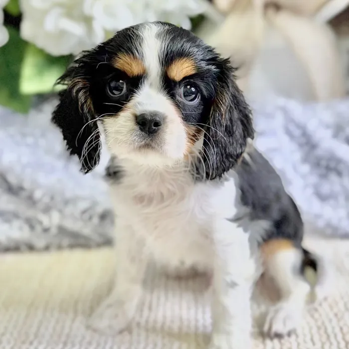 Male Cavalier King Charles Spaniel puppy for sale at Shake A Paw Green Brook.