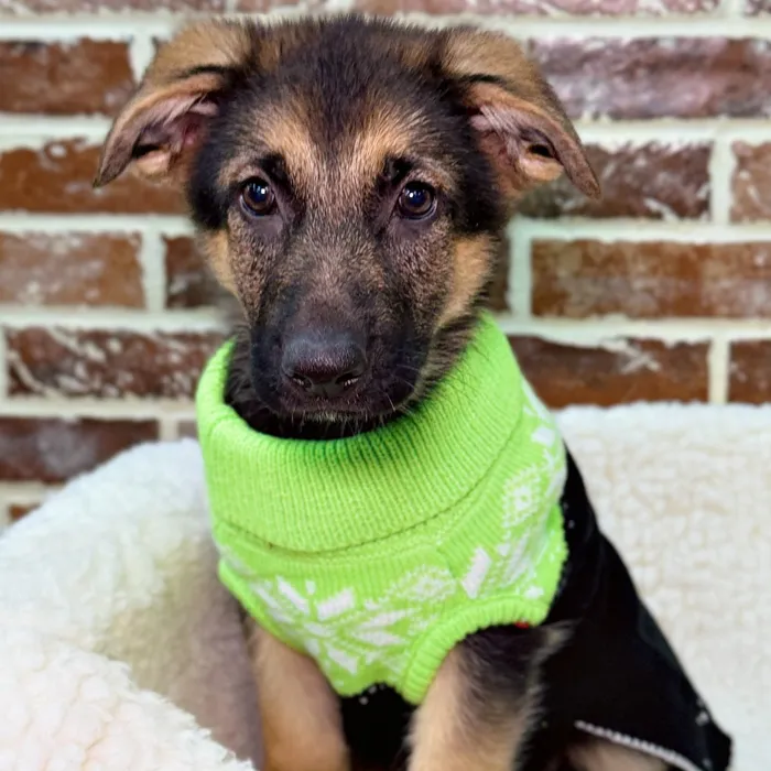 Female German Shepherd puppy for sale at Shake A Paw Union.
