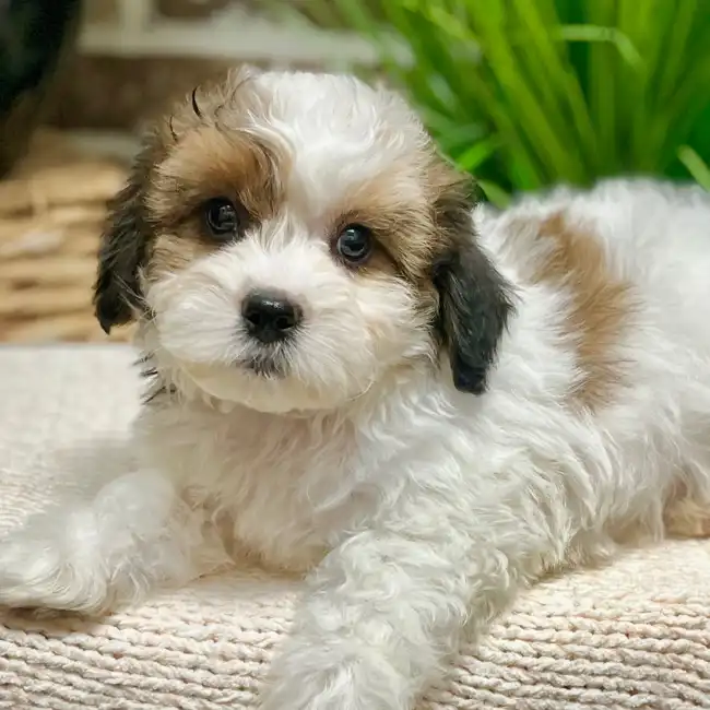 Male Shih Tzu / Bichon puppy for sale at Shake A Paw Green Brook.