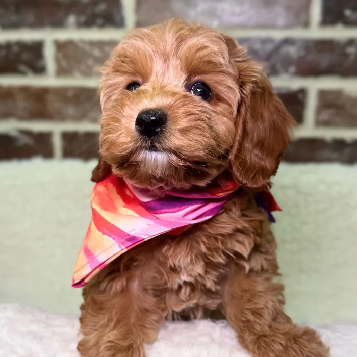 Female Cavapoo 2Nd Gen puppy for sale at Shake A Paw Union.