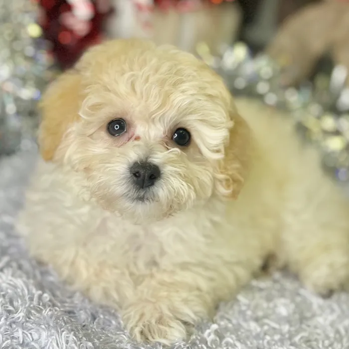 Female Bichon / Poodle puppy for sale at Shake A Paw Green Brook.