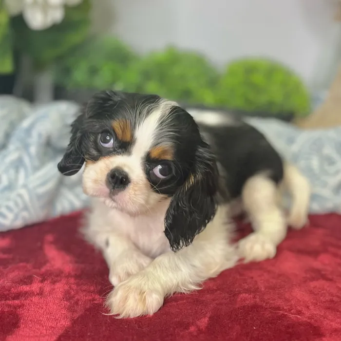 Female Cavalier King Charles Spaniel puppy for sale at Shake A Paw Green Brook.
