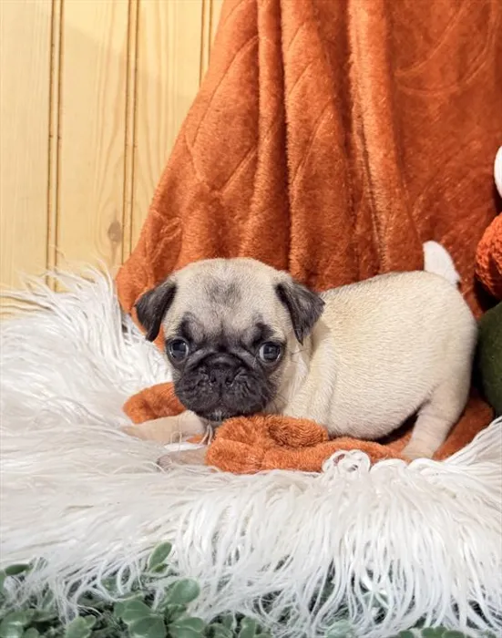 Female Pug puppy for sale at Shake A Paw Union.