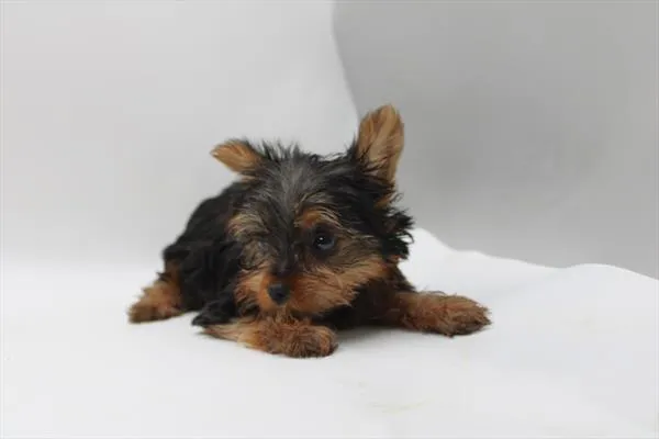 Female Yorkshire Terrier puppy for sale at Shake A Paw Green Brook.