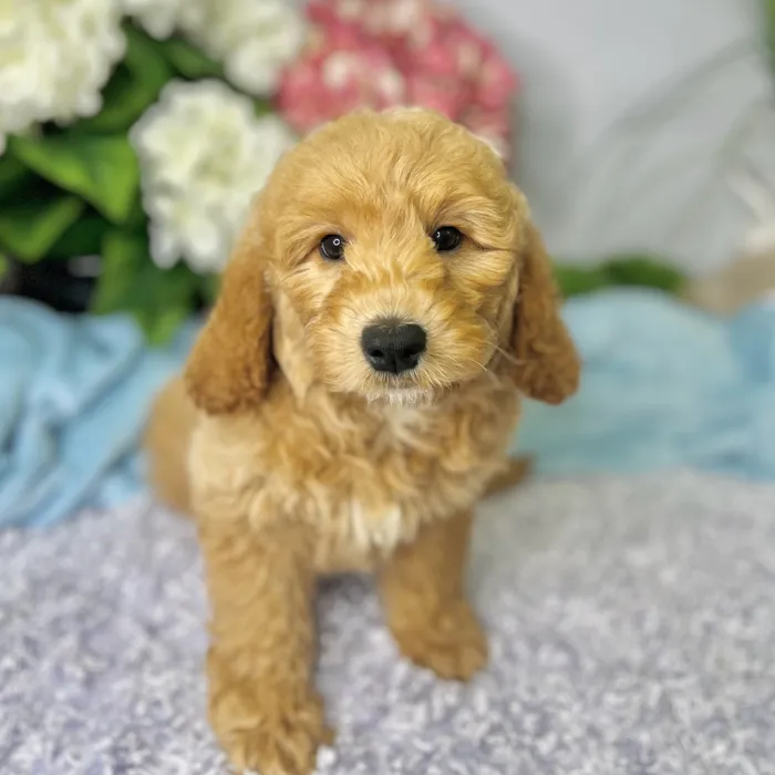 Female Mini Goldendoodle puppy for sale at Shake A Paw Green Brook.