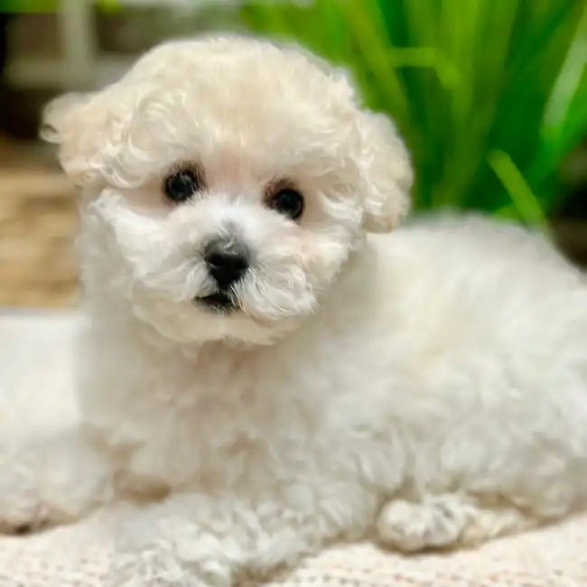 Female Bichon / Poodle puppy for sale at Shake A Paw Green Brook.