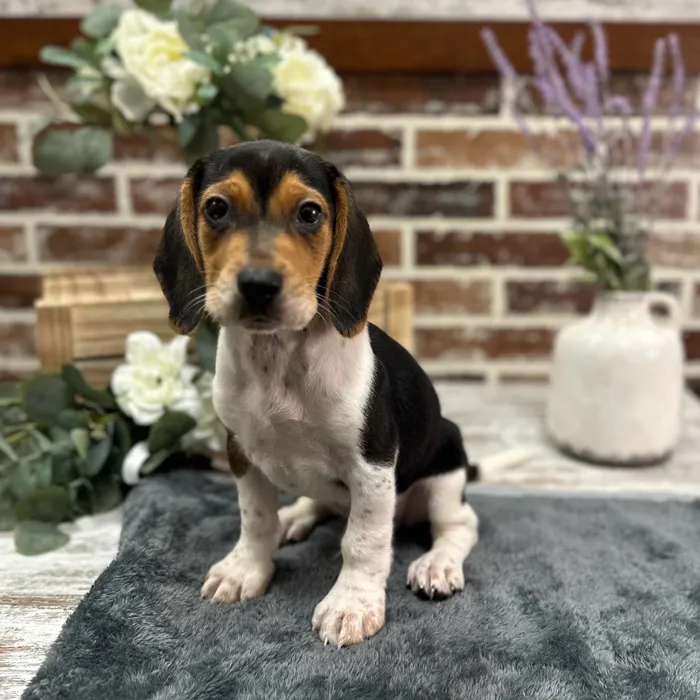 Male Beagle puppy for sale at Shake A Paw Union.