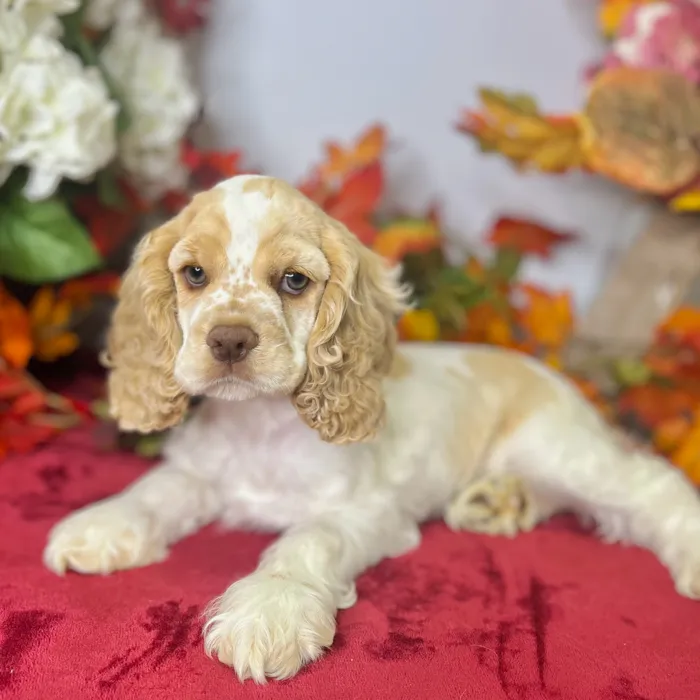 Female Cocker Spaniel puppy for sale at Shake A Paw Green Brook.