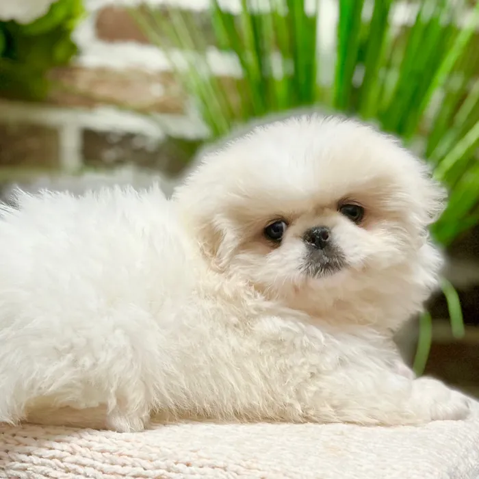 Male Pekingese puppy for sale at Shake A Paw Green Brook.